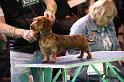 Crufts2011_2 606